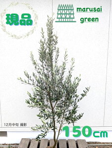 �����i��������Ύ�:�I���[�u�̖� �V�v���V�[�m �P�� ���� 1.5m�z��Β����� �L�t��