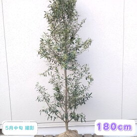 ◎現品発送◎【常緑樹:オリーブの木 シプレシーノ 単木 根巻 1.8m】常緑高木 広葉樹 庭木 植木 シンボルツリー 庭植え 樹木 植栽 植樹 目隠し ガーデニング エクステリア 耐暑性 記念樹 お祝い 贈り物 大きい 大型