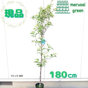 iy t:ee Ǝ蓍  P |bg 1.8m zt