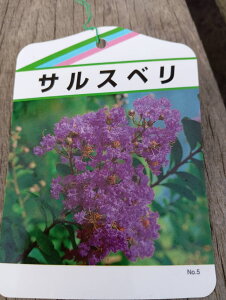 iyt:TXx  P  1.5m zt  A   O V{c[ 邷ׂ Sg qNWcRE 傫 ډB K[fjO GNXeA  