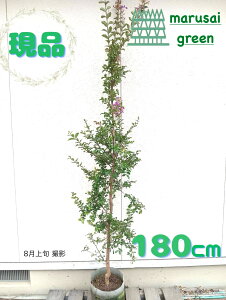 iyt:TXx  P |bg 1.8m zt  A   O V{c[ 邷ׂ Sg qNWcRE 傫 ډB K[fjO GNXeA 