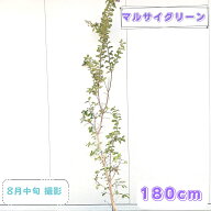◎現品発送◎【落葉樹:サルスベリ 紫 単木 ポット 1.8m 】落葉高木 庭木 植木 玄関 樹木 屋外 シンボルツ…
