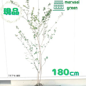 iyt:TXx  P  1.8m zt  A   O V{c[ 邷ׂ Sg qNWcRE 傫 ډB K[fjO GNXeA  