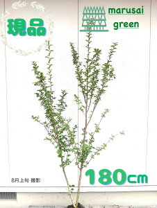 iyt:TXx  P  1.8mzt Lt V{c[ 邷ׂ Sg qNWcRE