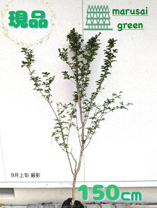 iyt:TXx  P  1.5mzt Lt V{c[ 邷ׂ Sg qNWcRE