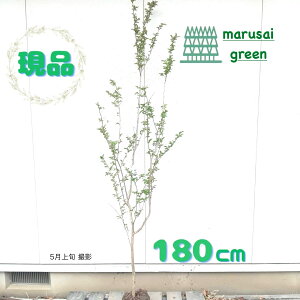 iyt:TXx Jg[bh P  1.8m zt  A   A O V{c[ 邷ׂ Sg qNWcRE 傫 A ̔ ډB K