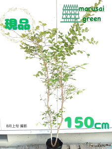 iyt:TXx Jg[bh P |bg 1.5mzt Lt V{c[ 邷ׂ Sg qNWcRE