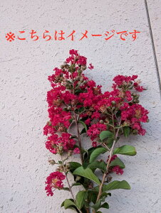 SALE!!yt:TXx Jg[bh P  1.8m zt  A   A O V{c[ 邷ׂ Sg qNWcRE 傫 A ̔ ډB K[fj