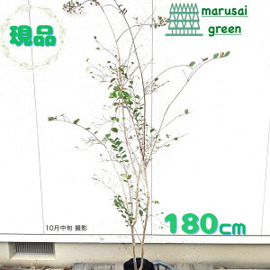 ◎現品発送◎【落葉樹:サルスベリ カントリーレッド 単木 ポット 1.8m】落葉中高木 広葉樹 庭木 シンボルツリー さるすべり 百日紅 ヒャクジツコウ 赤 花 植樹 植木 販売 耐暑性 植栽 植物 目