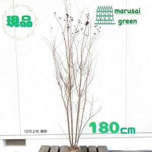 iyt:TXx Jg[bh   1.8m zt  A   A O V{c[ 邷ׂ Sg qNWcRE 傫 A ̔ ډB K[