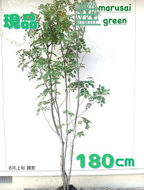 ◎現品発送◎【落葉樹:ナナカマド 株 根巻 1.8m】落葉高木