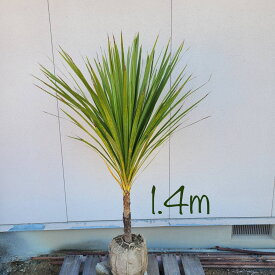 【常緑樹:ドラセナ コルジリネオーストラリス 単木 根巻1.4m】常緑中高木 現品