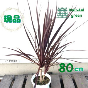 yΎ:hZiRWlI[XgX ubNiCg P |bg 80cm izΒ  A V{c[ RfBl jICV ϊ A ډB K[fj