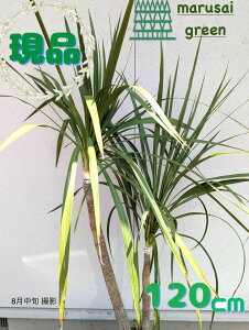 iyΎ:hZi RWlI[XgX t 2{ 1.2m zΒ