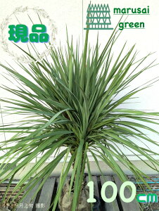 iyΎ:hZi RWlI[XgX t P  1.0m zΒ