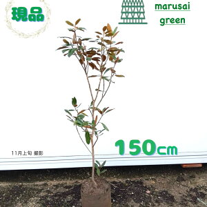 iyΎ:gWF P |bg 1.5mz Β  A V{c[ A