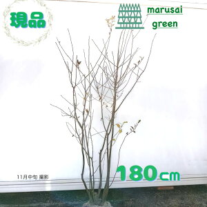 iyt:AIn_   1.8mzt  A V{c[