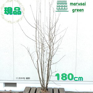 iyt:AIn_   1.8mzt  A V{c[