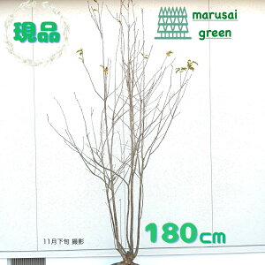 iyt:AIn_   1.8mzt  A V{c[