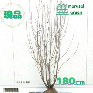 iyt:AIn_   1.8mzt  A V{c[