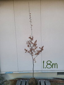 【落葉樹:ヤマコウバシ 単木 根巻 1.8m】落葉高木 広葉樹 現品