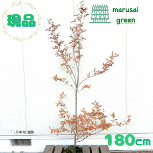 iyt:}REoV P  1.8mzt Lt