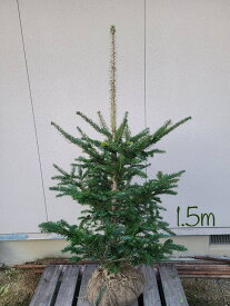 【常緑樹:モミノキ 単木 根巻】常緑中高木 庭木 植木 シンボルツリー 針葉樹 1.5m 現品