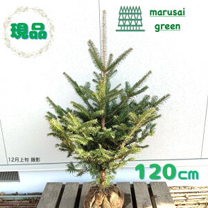 iyΎ:~mLP  1.2mzΒ jt