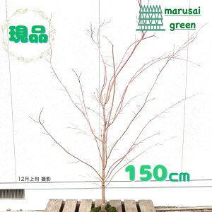 iyt:TSJN~W iXt~W jP  1.5mzt Lt A A V{c[ Lt O܊p ݂ TS~W JGf Ϗ A 