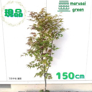iyt:m~W P  1.5mzt Lt