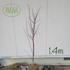 【落葉樹:モミジ 大盃(オオサカズキ) 単木 根巻 1.4m】落葉中高木 現品