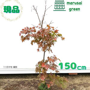 iyt:~W uP  1.5mzt  A V{c[ IITJYL