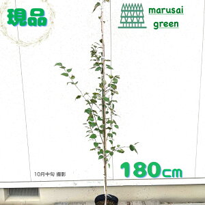 ◎現品発送◎【 落葉樹:シラカバ 単木 ポット 1.8m】 落葉高木 庭木 植木 シンボルツリー 白樺 しらかば シラカンバ 広葉樹 庭植え 樹木 植物 白い 樹皮 販売 隣家 目隠し ガーデニング エクス