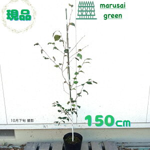 yt:VJo P |bg 1.5mz t  A V{c[  炩 VJo Lt A  A   ̔ ډB K[fjO GNXeA A A 