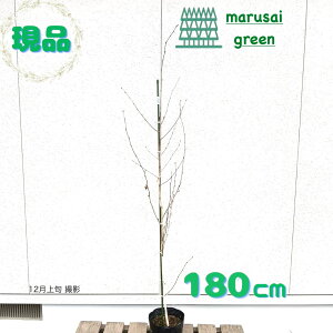 SALE!!iy t:VJo P |bg 1.8mz t  A V{c[  炩 VJo Lt A  A   ̔ ׉ ډB K[fjO 