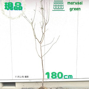 iyt:A[h P 1.8mz t A   A A  Ԗ  V{c[ V{ c[ K[fjO [ A a m O | 