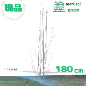 iy t:Jc   1.8mz t  A A A ̔ V{c[  IV  n[g^ t a m A  Ϗ  A O 