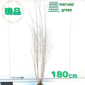 �����i�������y ���t��:�J�c�� �� ���� 1.8m�z ���t���� ��� �A�� �A�� �A�� �̔� �V���{���c���[ ������� �I�V���� ���� �n�[�g�^ �t���� �a�� �m�� ��A�� ������ �Ϗ��� ���� �A�� ���O 