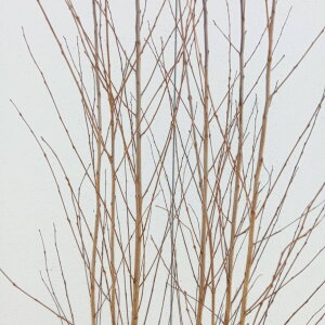 ??�݌ɔ���??�y ���t��:�J�c�� �� ���� 1.8m�z ���t���� ��� �A�� �A�� �A�� �̔� �V���{���c���[ ������� �I�V���� ���� �n�[�g�^ �t���� �a�� �m�� ��A�� ������ �Ϗ��� ���� �A�� ���O ��