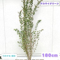 ◎現品発送◎【 落葉樹:カツラ 株 根巻 1.8m】 落葉高木 庭木 植木 植物 植樹 販売 シンボルツリー おし…