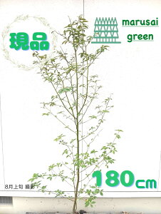iyt:NW P  1.8mz t  A V{c[ NL gVo ̔    A A ډB K[fjO GNXeA O A LO 