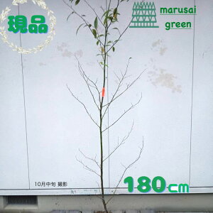 ◎現品発送◎【落葉樹:クロモジ 単木 根巻 1.8m】 落葉高木 庭木 植木 シンボルツリー クロキ トリシバ 販売 黒文字 花 樹木 植栽 植樹 目隠し ガーデニング エクステリア 屋外 庭植え 記念樹