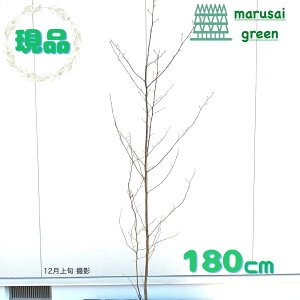 iyt:NW P  1.8mz t  A V{c[ NL gVo ̔    A A ډB K[fjO GNXeA O A LO 