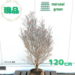 �����i�������y���t��:�h�E�_���c�c�W �� ���� 1.2m�z���t�����