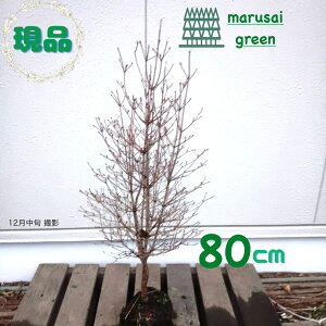 �����i�������y���t��:�h�E�_���c�c�W �P�� ���� 80cm�z���t�����