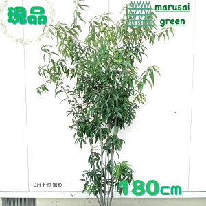 iyΎ:VJV   1.8mz΍  A V{c[