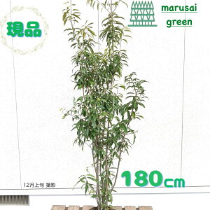 iyΎ:VJV   1.8mz΍  A V{c[