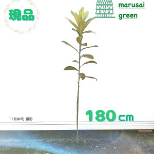 iyΉʎ:т Ȃ P |bg 1.8mzΒ  A V{c[ Ă r f ʎ 嗱 Ǝ