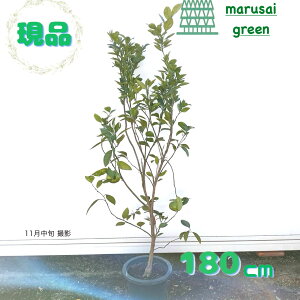 iyΉʎ:B݂ P |bg 1.8mz΍  A V{c[ A ƌ uNʎ