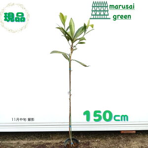 iyΉʎ:т Ȃ P |bg 1.5mzΒ  A V{c[ Ă r f ʎ 嗱 Ǝ